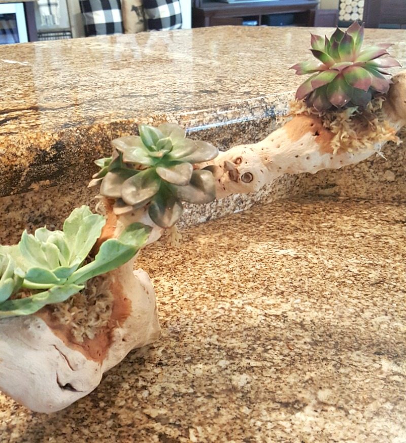 Creative Succulent driftwood sculpture tutorial