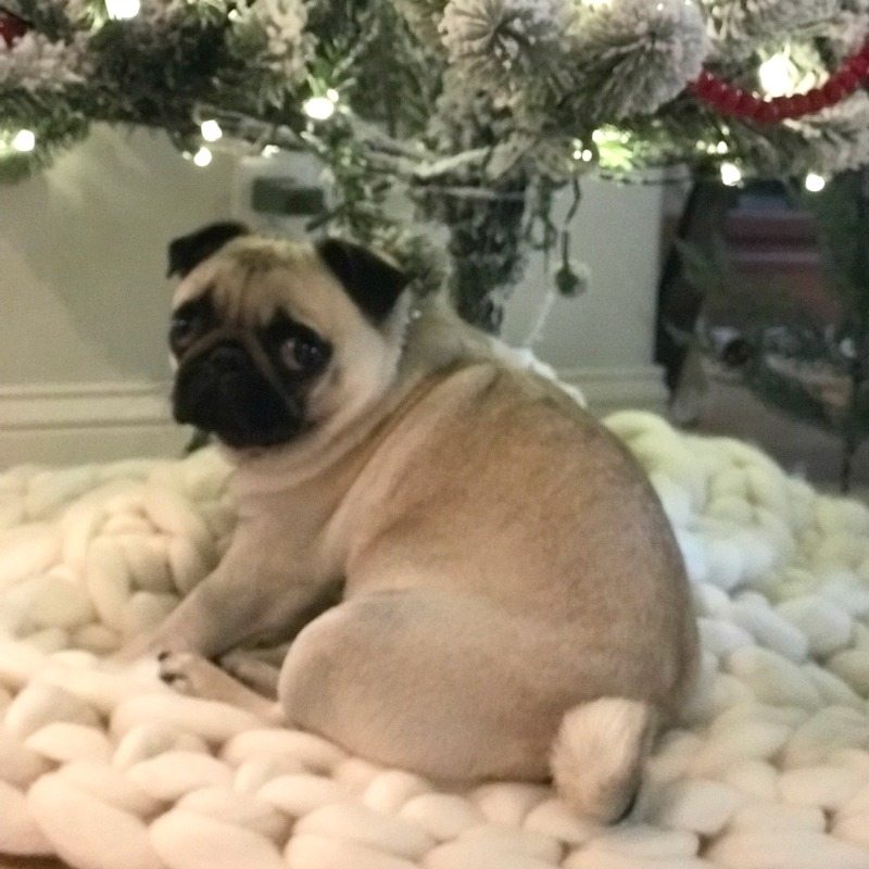 Cute Dogs under Christmas tree on becozi tree blanket