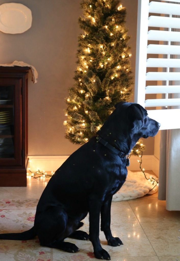 Design Festive Table for Christmas with Rocky the black lab puppy
