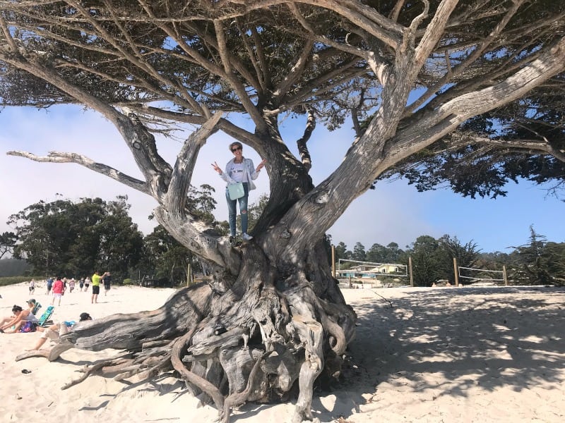 Jodie decides to climb a tree on the beach in Carmel