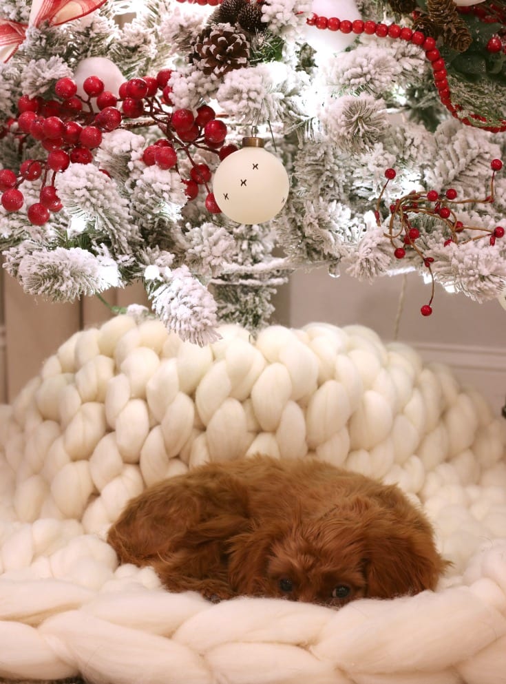 puppy pose under Christmas tree
