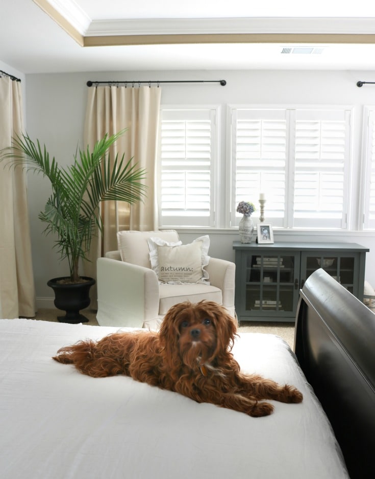 Puppy and new decor is inviting and relaxing room