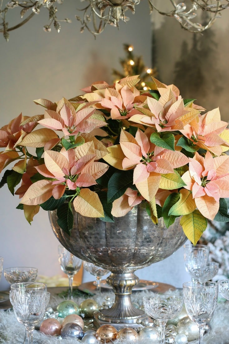 natural poinsettias in a vintage silver urn as a centerpiece with vintage ornaments and crystal glasses
