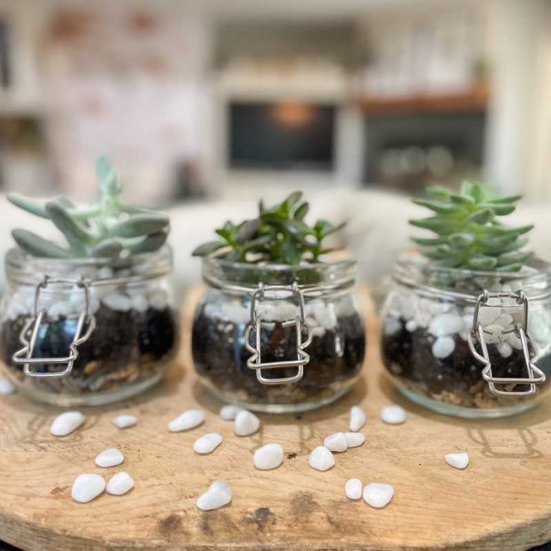 adorable mini succulent terrariums make great gift ideas