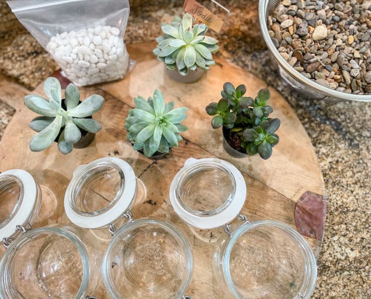 simple supplies needed for succulent terrariums and planting