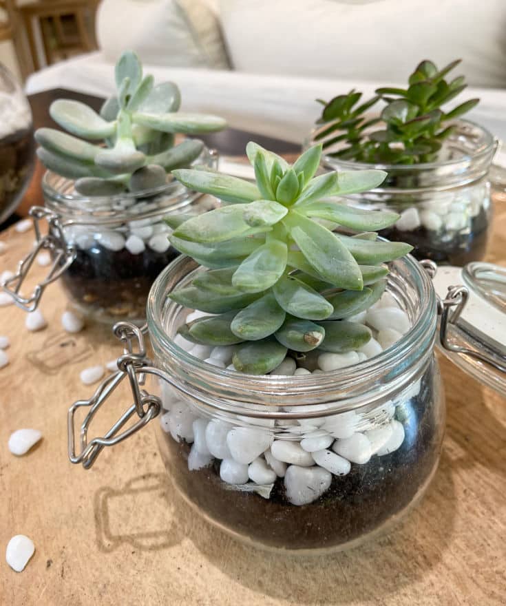 succulent terrarium is easy to make with layers of gravel, dirt and decorative rocks