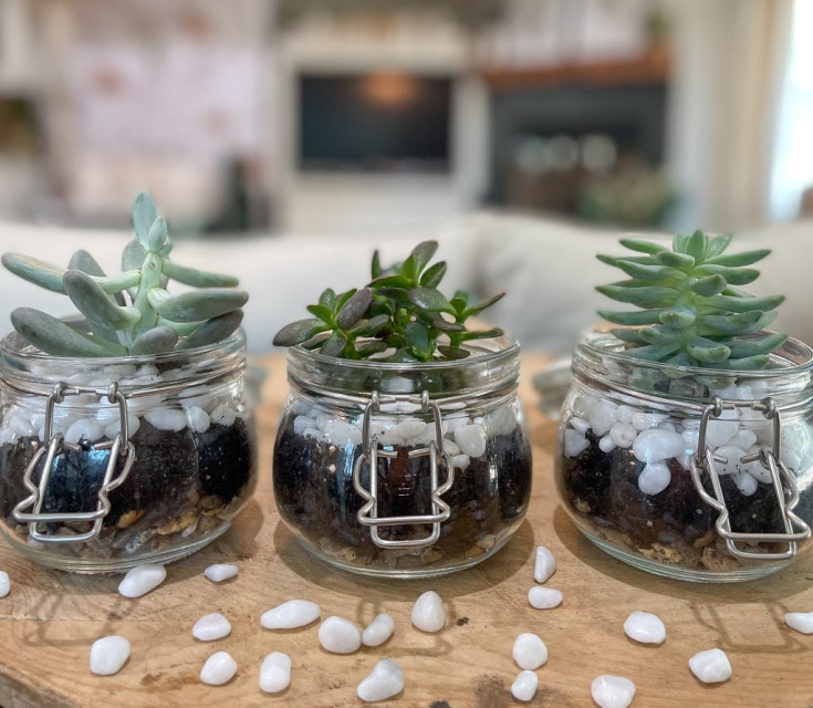 three mini succulents are so cute in these glass jars