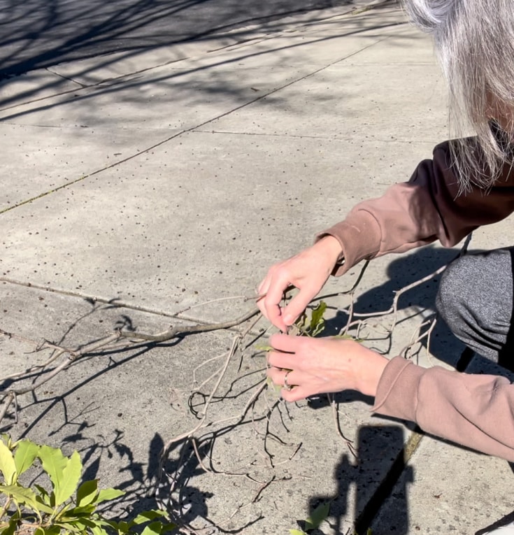 removing fresh leaves from real branches is step 2